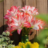 塔莎的花园朱顶红重瓣种球地栽球根花卉植物阿弗雷花孔雀源头直发包邮 花孔雀 30-32 秘鲁 其他