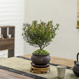 八芽 小叶赤楠盆景摆件室内绿植花卉盆栽老桩客厅办公室桌面好养植物 （祥狮报喜盆+苔藓+托盘+圆托）