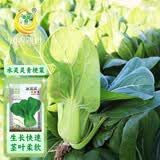 凤鸣雅世小油菜种子四季南方北方菜籽水灵灵青梗菜种子10克