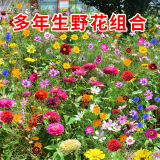 播种心情爬藤牵牛花种子 喇叭花种子 四季种易活花种籽子花种开花室外爬墙 野花组合1000粒