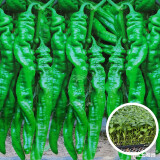 大禹菜苗秧蔬菜苗子大全活苗带土种苗夏季西红柿盆栽圣女果秧苗阳台 螺丝椒辣椒苗6棵