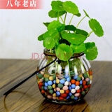 雅卉水培植物盆栽发财树办公室内小绿植芦荟吊兰花卉盆栽好养 铜钱草+玻璃瓶+吊钩 含盆