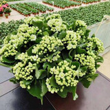 御春阁4年大苗带花苞 多肉植物长寿花盆栽绿巴黎重瓣花苗室内阳台花卉 长寿花绿巴黎一盆（带花苞）