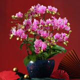 绿韵花田【两小时达】蝴蝶兰盆栽带花苞花剑花盆真花送妈妈女友端午节礼物 8株梦幻紫（瓷盆随机）