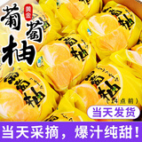 黄金葡萄柚2024年新鲜柚子当季水果福建黄肉蜜柚甜西柚整箱 带箱9斤中果【9-12个】