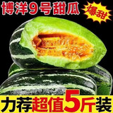 无名农夫花美人甜瓜八里乡甜瓜博洋九号香瓜脆瓜新鲜绿宝石水果当季头茬瓜 净重4.8斤【香脆可口】