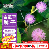 花沃里含羞草种子约200粒 花种子家庭盆栽土花卉种子阳台办公庭院草籽