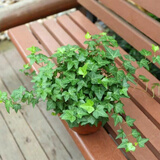 萌肉居常春藤盆栽好养植物垂吊兰水培四季爬藤/常青藤原盆土源头直发