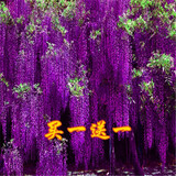 周大闯紫藤（两棵装）盆栽爬藤花园开花植物凌霄驱蚊苗木庭院阳台爬山虎 优质滕4岁1.2-1.5厘米粗