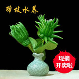 辰实【现摘带枝果】佛手柑 金华香橼果 佛手果新鲜特产佛手鲜果供佛 2枝小青果【带枝约10-15cm】