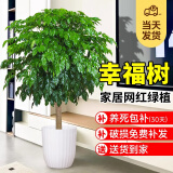 爱优尚幸福树盆栽客厅室内大型绿植办公室乔迁新家绿宝净化空气源头直发