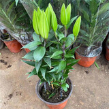 花无痕 百合花种球 带芽香水百合种球 百合花盆栽 耐寒四季花卉百合植物 百合带花苞1盆3棵 1份