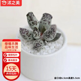 沭之美多肉植物肉肉植物室内桌面盆栽 海豹+小米缸陶瓷盆 源头直发