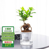通沭小榕树室内盆栽四季常青绿色盆栽植物花卉 小榕树+早安盆源头直发