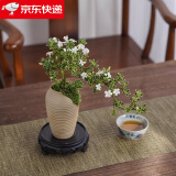 八芽六月雪盆栽办公室绿植桌面好养花卉植物室内摆件禅意四季常青盆景 六月雪-小涟漪盆-密胺托盘 带盆栽好