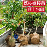 广西荔枝树苗桂味妃子笑无核荔枝新品种冰荔枝仙进俸荔枝树苗 妃子笑 3年苗（90-110）高