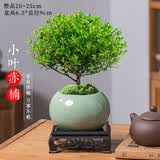 京东绿植小叶赤楠老桩苗微景观水培办公室内好养绿植盆栽绿冰裂源头直发
