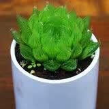 多肉植物自选套餐系列组合搭配花卉盆栽绿植精品多肉新手入门 水晶莲玉露5-6厘米 塑料盆栽好