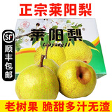 【顺丰】莱阳慈梨 山东烟台莱阳茌梨特产贡梨脆甜梨子 新鲜水果 【精品礼盒】10个特大果 约9斤 照旺庄百年老梨树