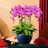 绿韵花田【两小时达】蝴蝶兰盆栽带花苞花剑花盆真花送妈妈女友端午节礼物 6株紫色（瓷盆随机）