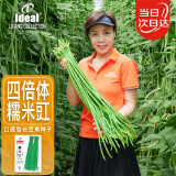 IDEAL理想农业 豇豆种子长豆角缸豆蔬菜菜籽长豆角糯米豇豆角种子大全