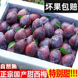 果真秀现货国产西梅新鲜水果大果5斤整箱当季应季甜西梅李子脆甜现货 1斤装 中果