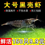 黑壳虾活体观赏虾除藻虾观赏虾淡水鱼草缸虾除藻虾清洁虾除藻工具 除藻黑壳虾50只送50只备损