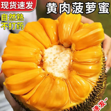 梦茜儿现货 海南黄肉菠萝蜜 当季40斤整个新鲜水果三亚干苞木波罗蜜特产 10-15斤｜A+级品质果 新鲜现摘
