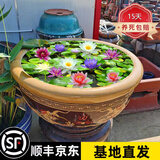 月季村池塘水池大睡莲花水培植物四季水养池塘荷花盆栽睡莲根块苗 混色品种【2个】 不含盆