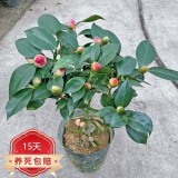 中梦香妃山茶花盆栽五色赤丹花卉植物室内茶花树苗 5年苗壮苗【品种备注】 不含盆