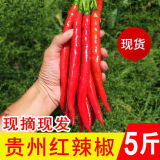 囧仙子新鲜红辣椒二荆条红海椒应季美人椒泡椒菜椒剁椒线椒 红二荆条 5斤