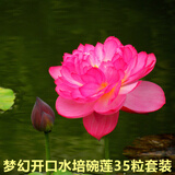 鑫意碗莲种子室内盆栽荷花种子睡莲四季开花水培碗莲花卉种子植物种子 梦幻开口水培碗莲35粒+营养液 含塑料盆+1支营养液+1包水晶珠