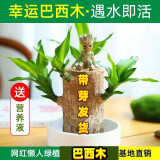 网红植物巴西木水培植物幸运木花卉绿植室内客厅阳台办公桌面摆放 带芽巴西木+白塑料盆+格鲁特