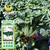 凤鸣雅世奶白菜种子四季奶油小青菜蔬菜籽美味的奶白菜种子10克