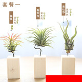 叹为观止空气凤梨鲁布拉无土植物桌面绿植盆栽办公室内花卉 套餐一 含盆