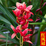 超香兰花 红贵人浓香型盆栽四季好养建兰花卉绿植兰草兰花苗 红凤冠4苗 不含盆