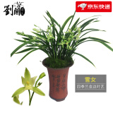 劉閣蘭花南靖金边兰花雪女夏带花苞出售建兰四季兰花苗好养花卉名品 3苗连体裸根