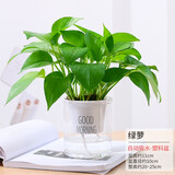 室内花卉吊兰办公室桌面小绿植盆栽水培多肉植物 绿萝