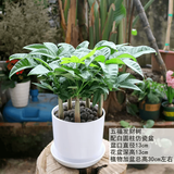叹为观止18种吊兰任你选金边吊兰各种盆栽花卉客厅垂吊桌面植物净化空气 五福发财树【陶瓷盆】 含盆