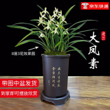 劉閣蘭花四季素心大凤素夏带花苞出售有香味的花苗室内阳台绿植物花卉盆栽 5-8苗带黑色清风款仿紫砂盆