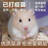 宠以沫仓鼠活物已打过疫苗长毛金丝熊三线紫仓布丁银狐笼子家养小宠物 金丝熊一只