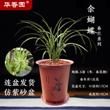 华香园余蝴蝶花卉兰花春兰带花苞办公室内盆栽花卉盆栽盆景耐阴绿植 余蝴蝶6苗带盆(红色盆)不带花苞