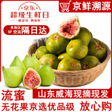 骑猴赶马山东威海青皮无花果【顺丰空运】新鲜无花果鲜果青皮无花果新鲜 【净重1.8斤丨空运闪送】
