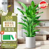 植男植女天堂鸟盆栽客厅室内好养大型落地真绿植办公室大叶植物源头直发