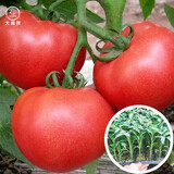 大禹菜苗秧蔬菜苗子大全活苗带土种苗秋冬季西红柿盆栽圣女果秧苗阳台 大粉老品种西红柿番茄苗带土6棵