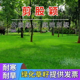 青上青进口草坪种子草籽四季常青矮生免修剪草坪绿化工程护坡耐寒耐践踏   剪股颖1斤【高档场所】