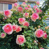 墨一藤本月季爬墙蔷薇庭院阳台开花 粉色龙沙宝石1.5-1.6M源头直发