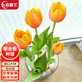 易囍艺 郁金香种球水培盆栽花卉土培室内花绿植盆栽水养植物花卉进口大 橙色郁金香1球+营养液