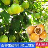 黄金9号黄金百香果苗广西纯甜黄金果嫁接苗爬藤四季当年结果纯甜 纯甜黄金百香果苗2棵 30-40高