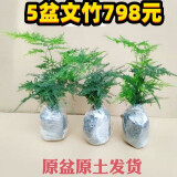 文竹盆栽植物室内办公室绿植花卉盆栽盆景四季常青小盆栽 文竹3盆【高度15-20厘米】